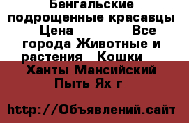 Бенгальские подрощенные красавцы. › Цена ­ 20 000 - Все города Животные и растения » Кошки   . Ханты-Мансийский,Пыть-Ях г.